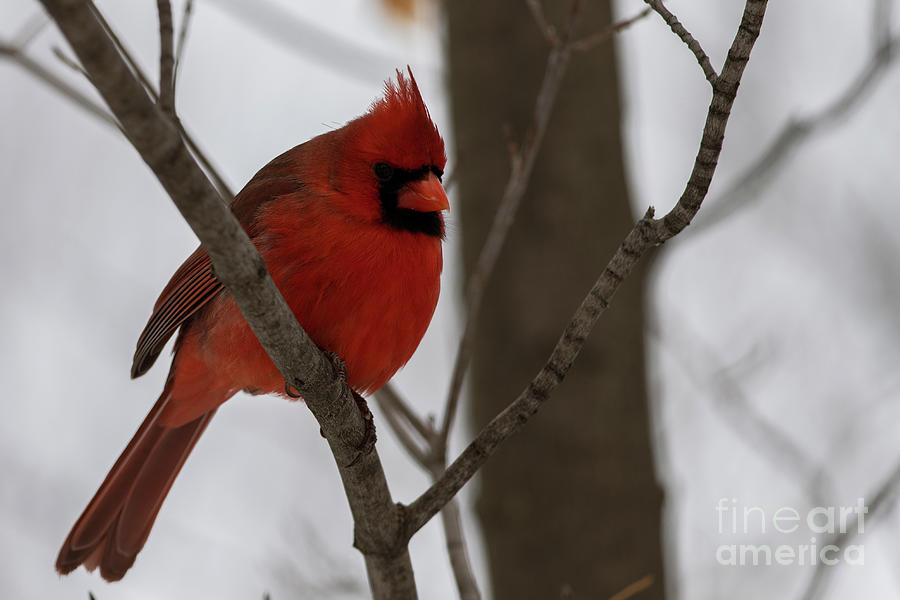 Male Northern Cardinal #1 Photograph by JT Lewis