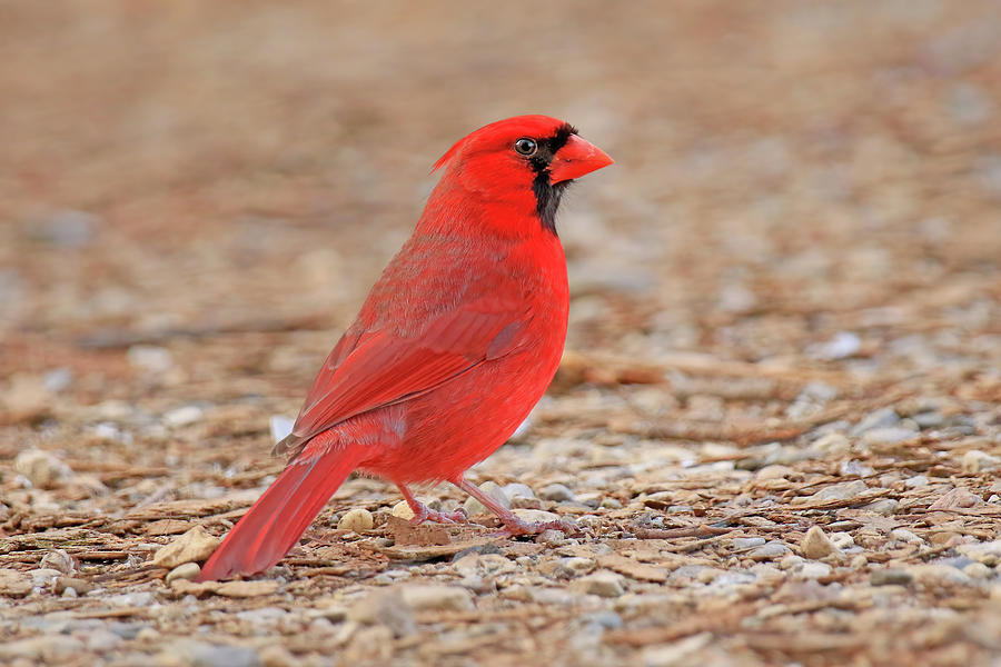 Male Northern Cardinal #1 Photograph by Shixing Wen