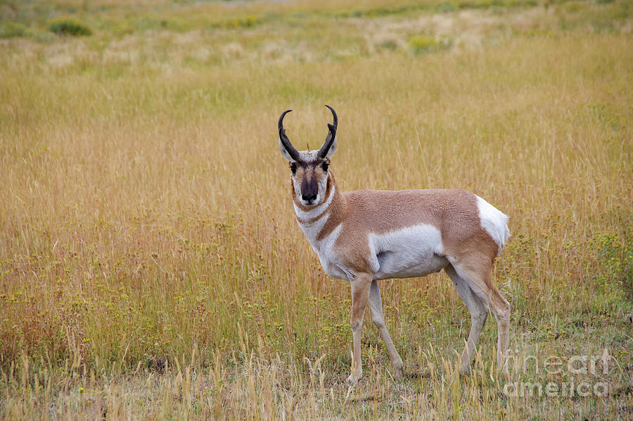 Yellowstone National Park Photograph - Male pronghorn #2 by Jeff Swan