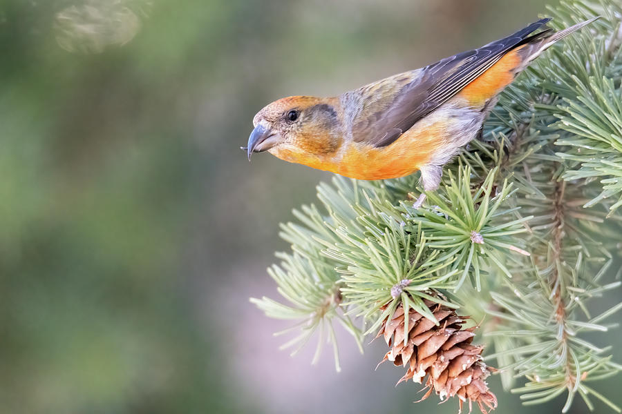 Male Red Crossbill Photograph