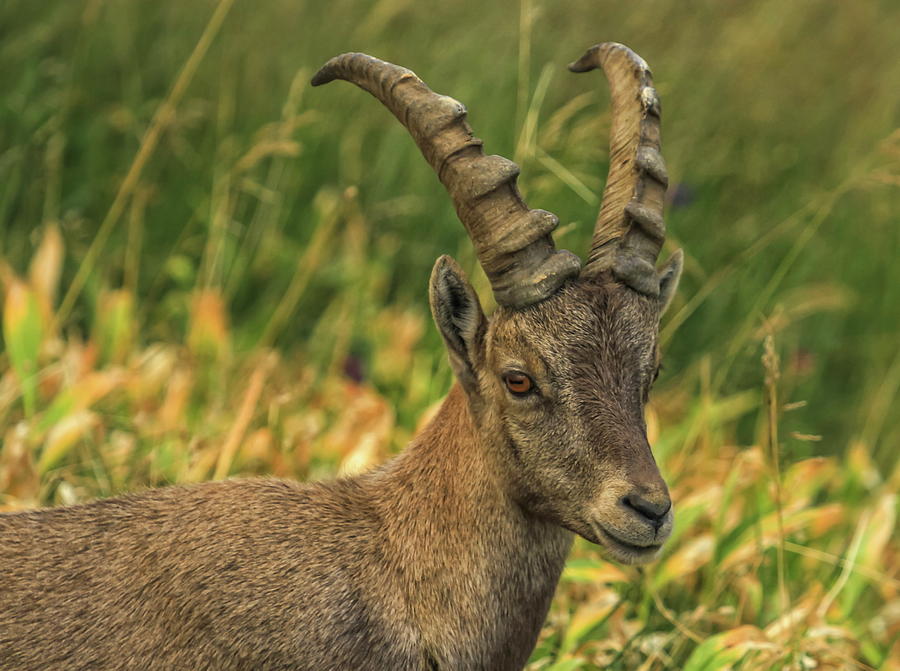 Male wild alpine, capra ibex, or steinbock #1 Photograph by Elenarts - Elena Duvernay photo