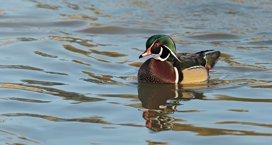Male Wood Duck #1 Photograph by Gary Langley