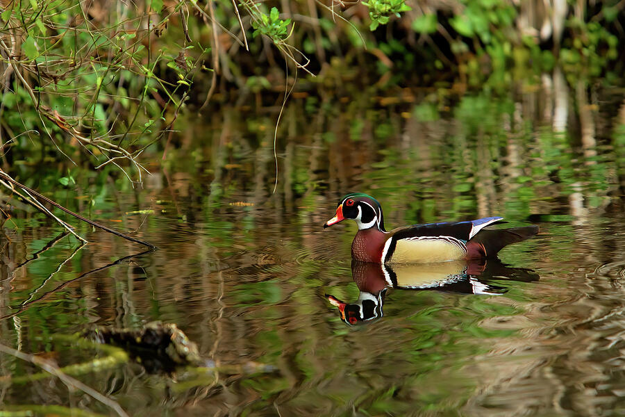 Male Wood Duck #1 Digital Art by Jerry Dalrymple