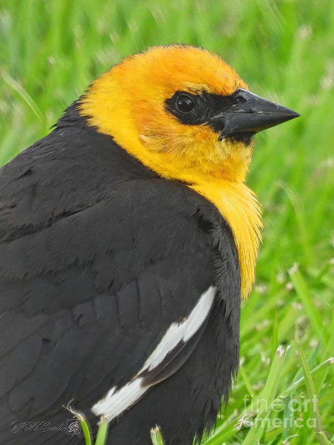 Male Yellow-Headed Blackbird #3 Photograph by J McCombie