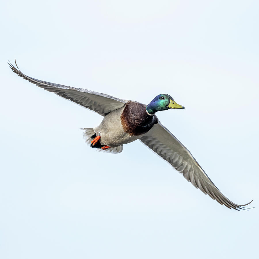 Mallard 62024 #1 Photograph by Paul Freidlund Mallard 62024 #1 Photograph by Paul Freidlund