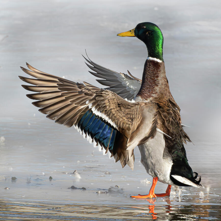 Mallard #1 Photograph by Alan Moore Mallard #1 Photograph by Alan Moore