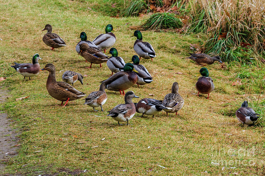 Wood Ducks On Pond At Cannon Hill Park Bath Towel by Sam Judy - Pixels