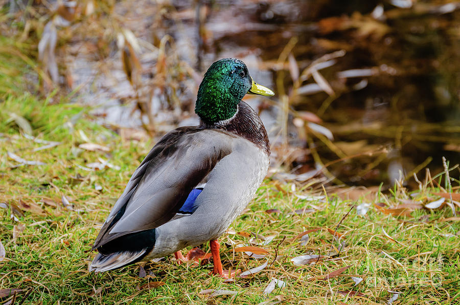 Wood Ducks On Pond At Cannon Hill Park Bath Towel by Sam Judy - Pixels