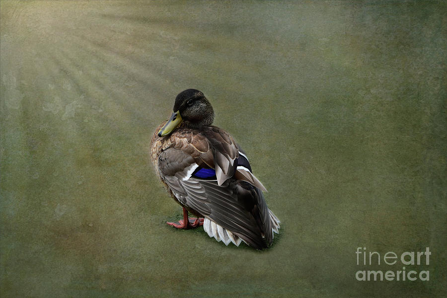 Mallard Duck - Anas platyrhynchos Photograph by Yvonne Johnstone