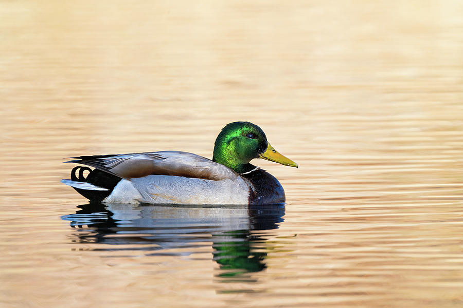 Mallard Duck  #1 Photograph by Julieta Belmont