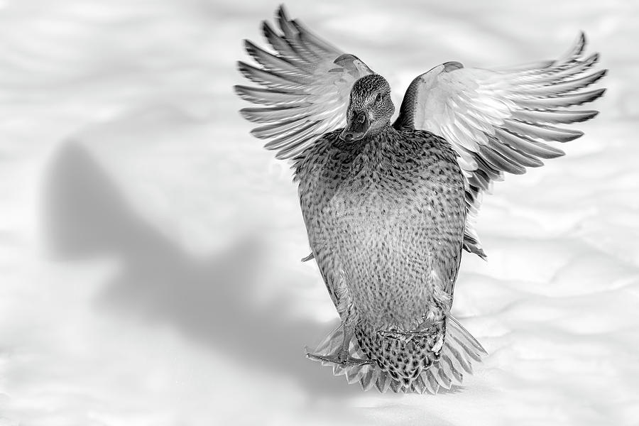Mallard Duck Landing #1 Photograph by Susan Candelario