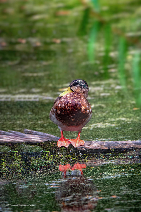 Mallard Duck #1 Photograph by LeeAnn McLaneGoetz McLaneGoetzStudioLLCcom