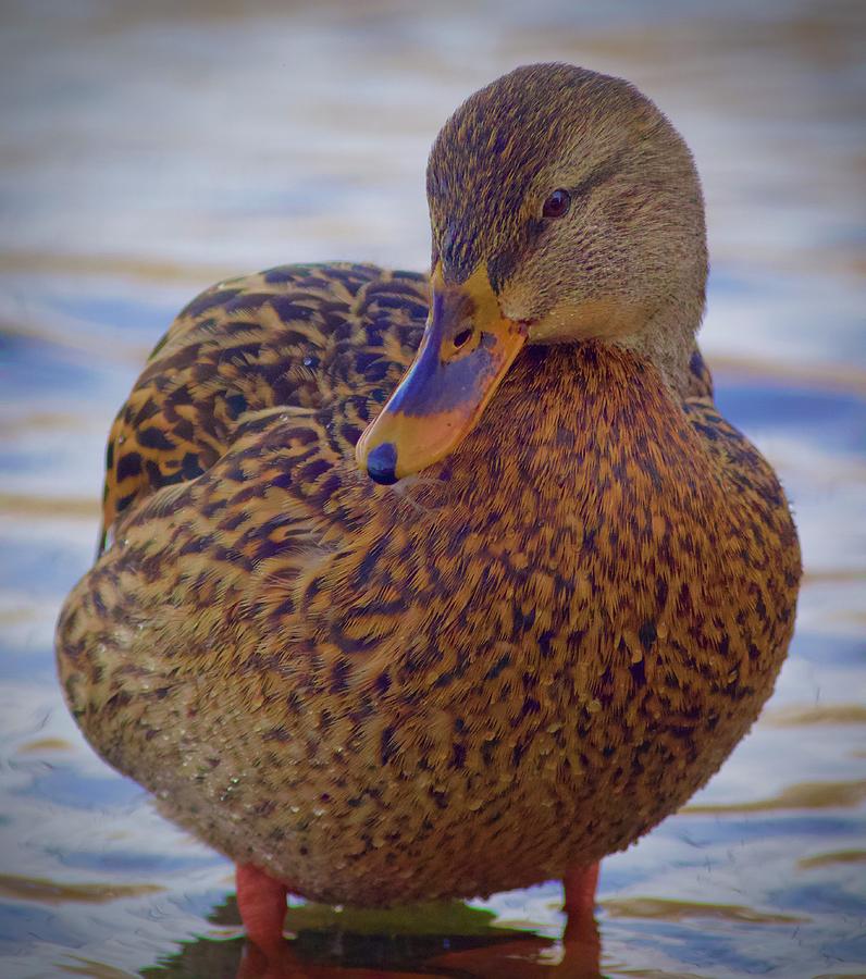 Mallard Duck Posing Photograph by Tom Zugschwert - Fine Art America