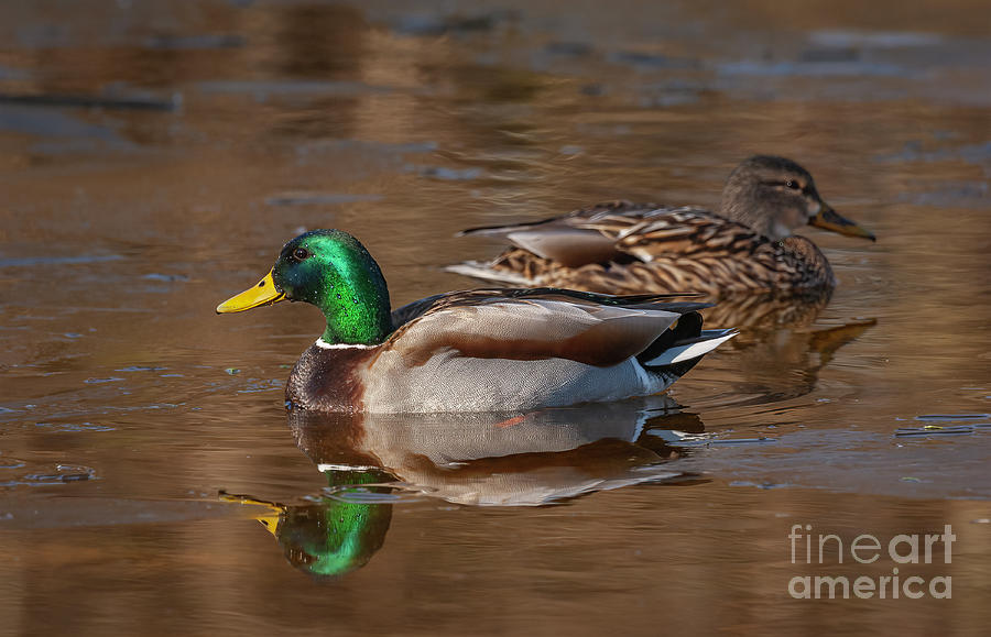 Mallard Ducks #2 Photograph by Alan Schroeder
