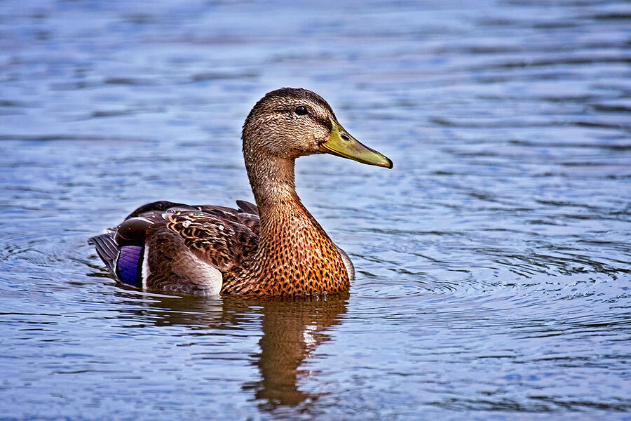 Duck Photograph - Mallard Female #2 by Marcia Colelli