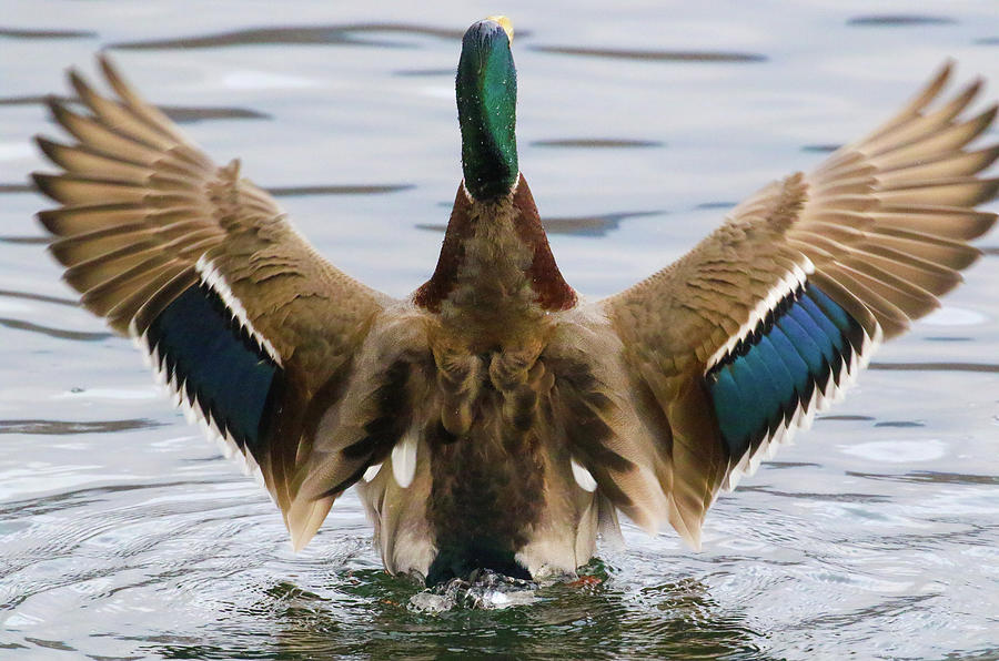 Mallard Flapping Photograph By Debbie Storie - Fine Art America