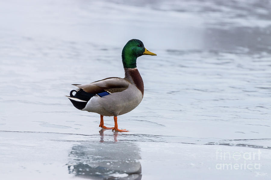 Mallard On Ice #2 Photograph by Jennifer White