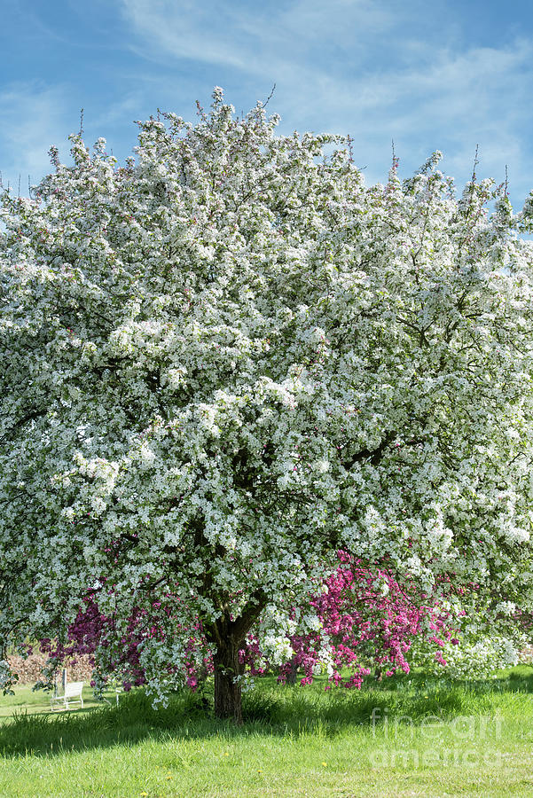 Malus Lady Northcliffe Blossom  #1 Photograph by Tim Gainey