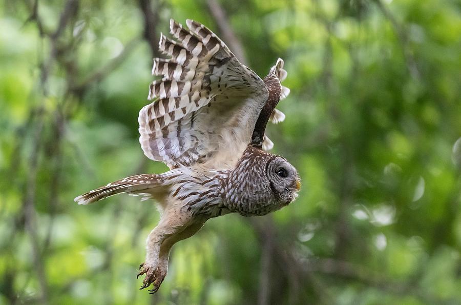 Mama Barred owl Hunting Photograph by Puttaswamy Ravishankar