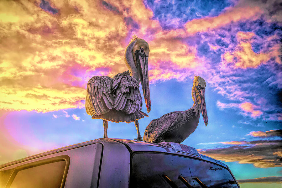 Mama Papa Pelican Morro Bay California #1 Photograph by Floyd Snyder