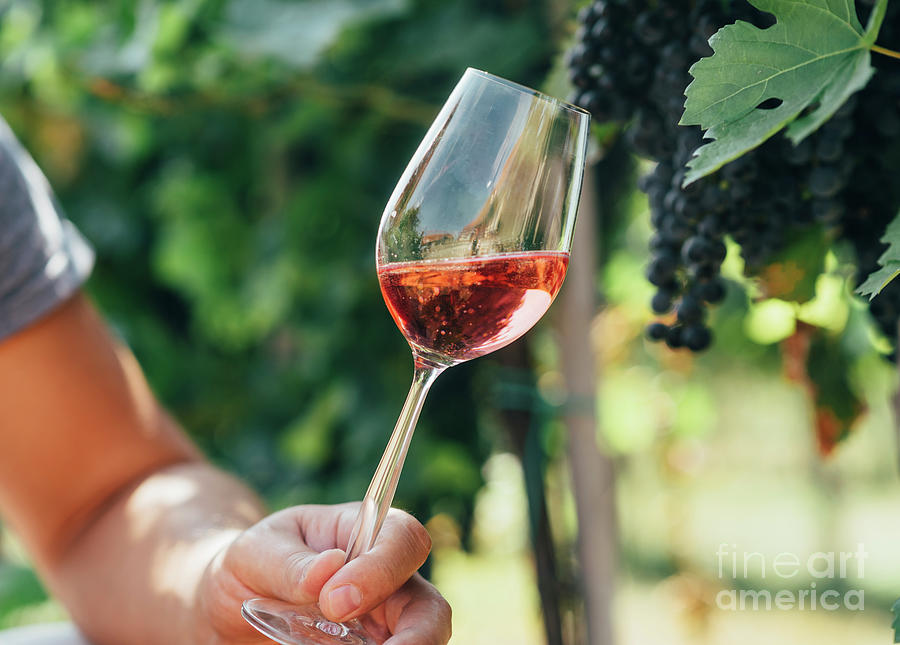Man holding glass of red wine in vineyard field. Wine tasting in Photograph by Jelena Jovanovic