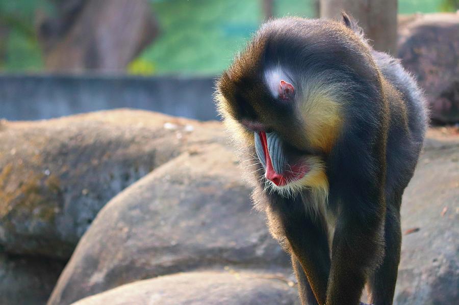 Mandrill Monkey Photograph