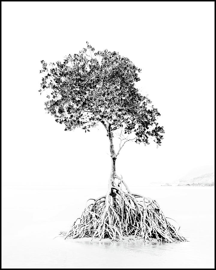 Mangrove Tree #1 Photograph by Imi Koetz