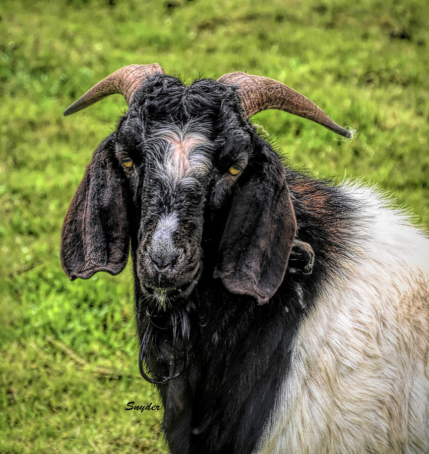 Mangy Old Goat #1 Photograph by Barbara Snyder