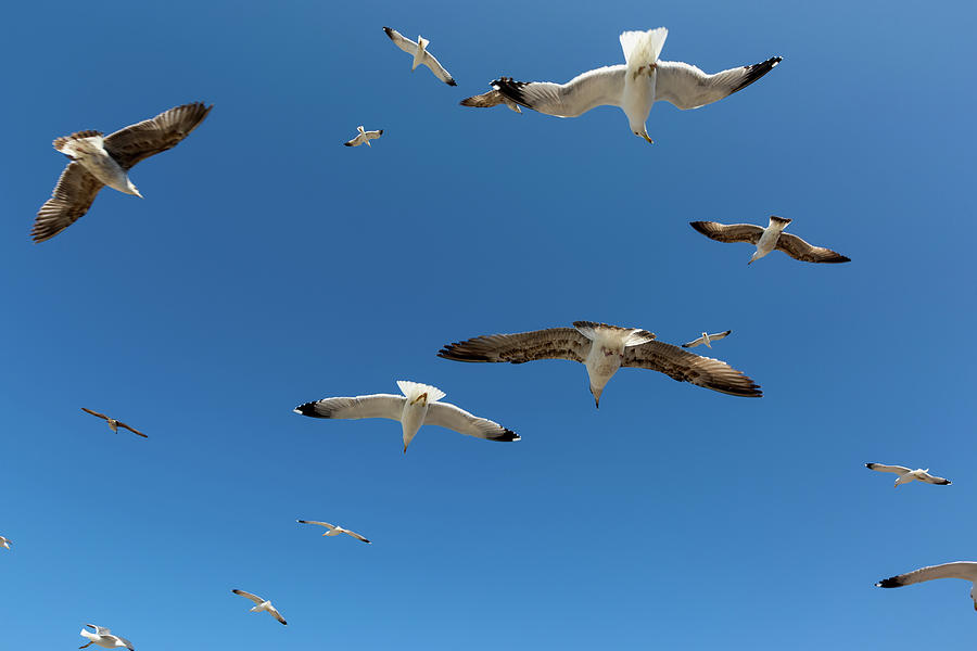 Many seagulls fly against the blue sky #1 Photograph by Mikhail Kokhanchikov