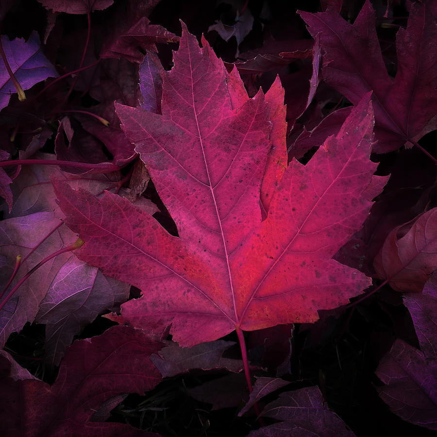 Maple Leaf #1 Photograph by Allin Sorenson