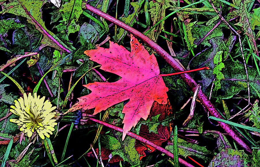 Maple Leaf Forever #1 Photograph by Ian  MacDonald
