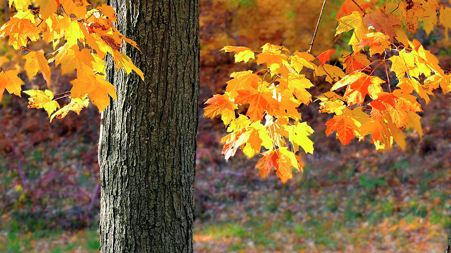 Maple #1 Photograph by Thomas Schneider Maple #1 Photograph by Thomas Schneider