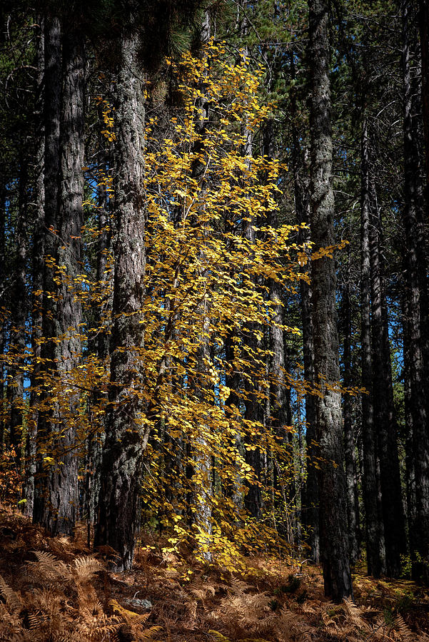 Maple tree with bright yellow falling leaves in autumn. #1 Photograph by Michalakis Ppalis
