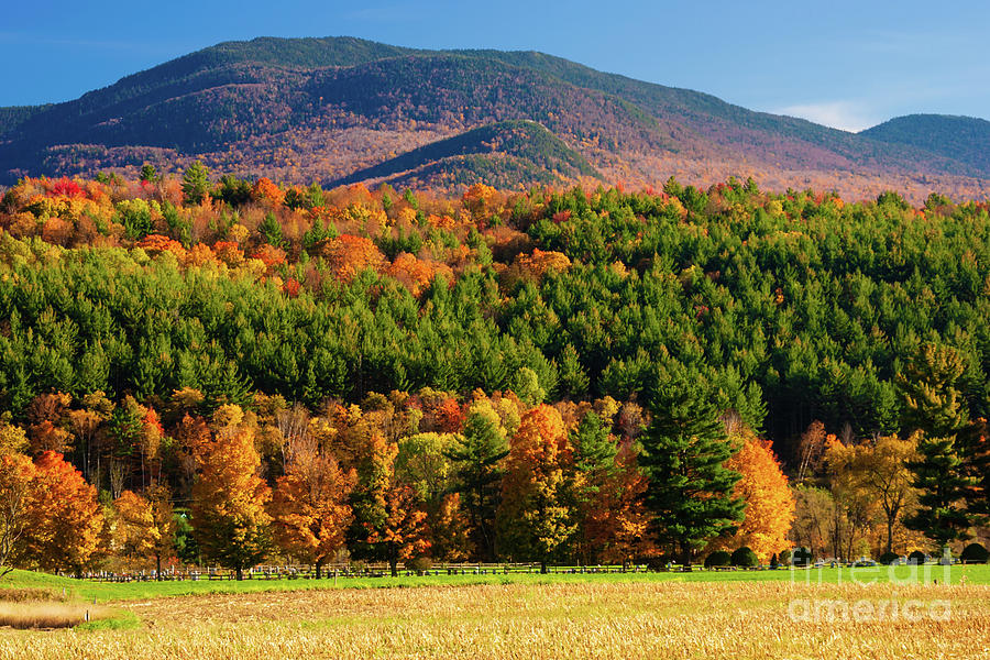 Maple Trees On A Hillside In Vermont During Peak Foliage Season