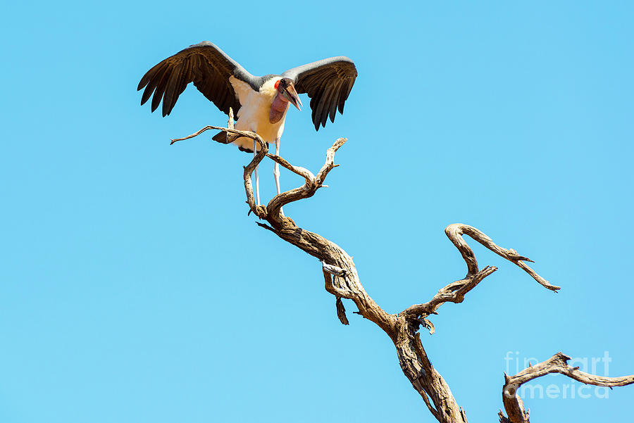 Marabou Stork Photograph