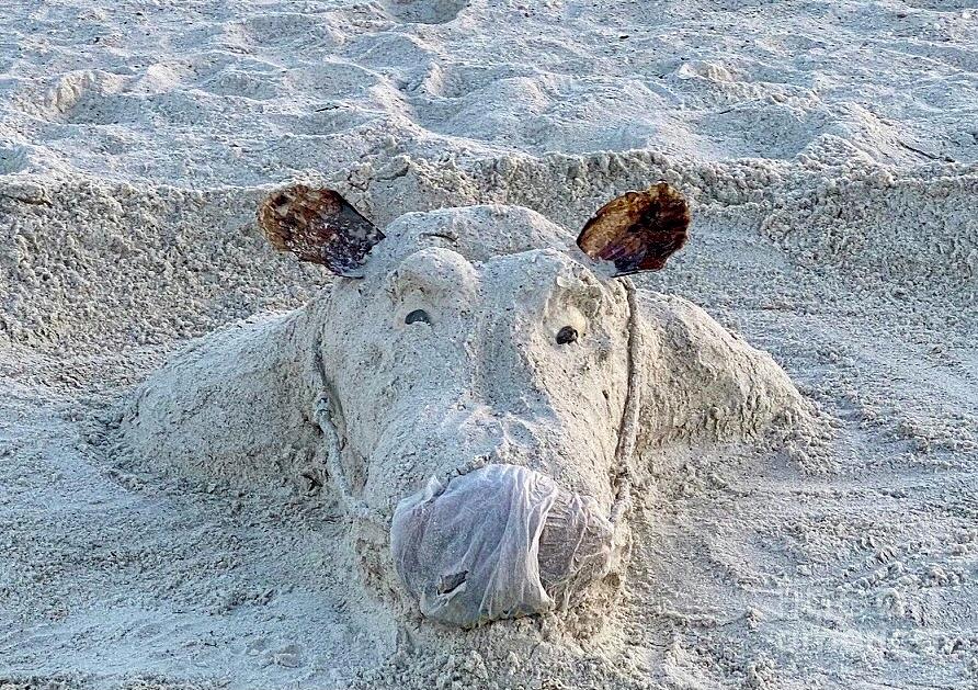 Marco Island Sand Cow - Quarantina Photograph by Judee Stalmack - Fine ...