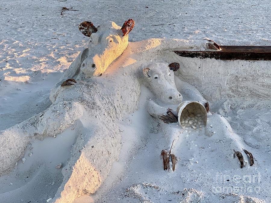 Marco Island Sand Cow - Sit a Spill Photograph by Judee Stalmack - Fine ...