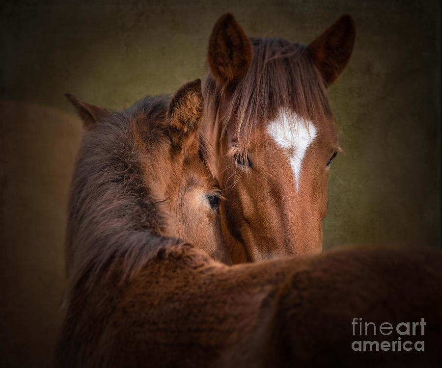 Mare and Foal #1 Photograph by Lisa Manifold