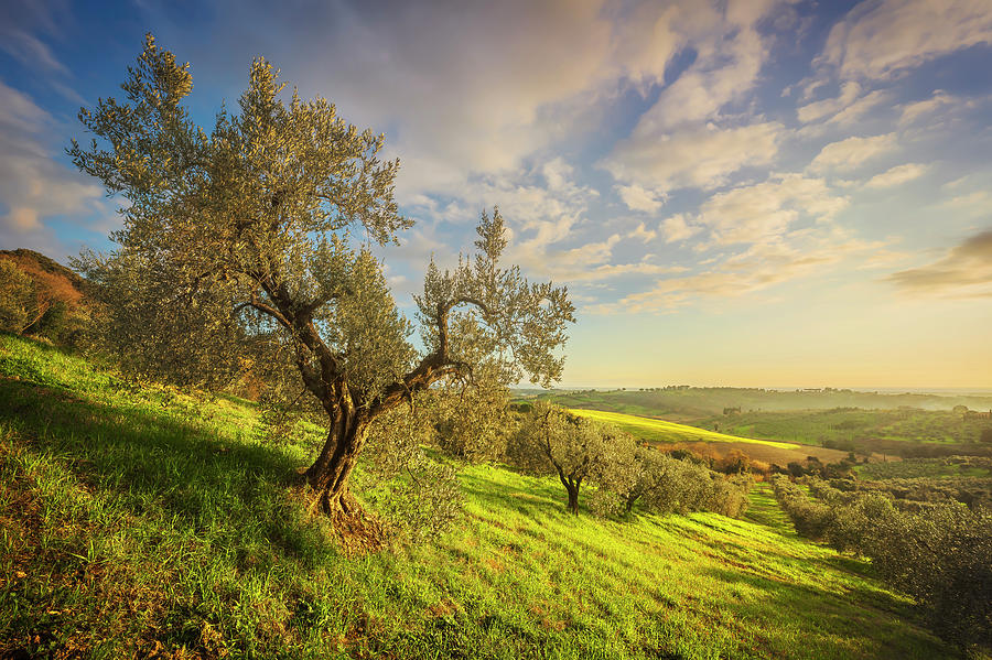Maremma countryside panorama and olive trees. Casale Marittimo,  #1 Photograph by Stefano Orazzini