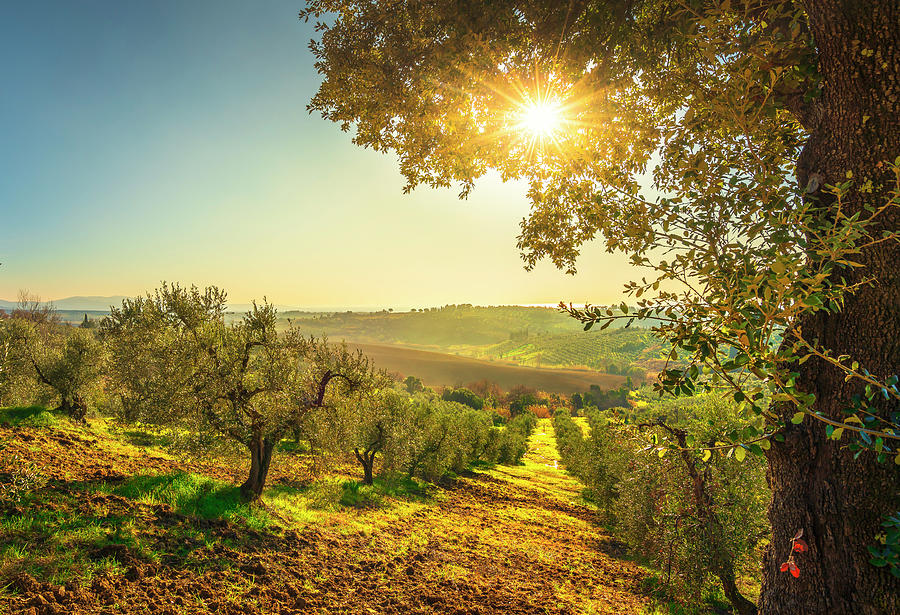 Maremma countryside panorama and olive trees on sunset. Casale M #1 Photograph by Stefano Orazzini