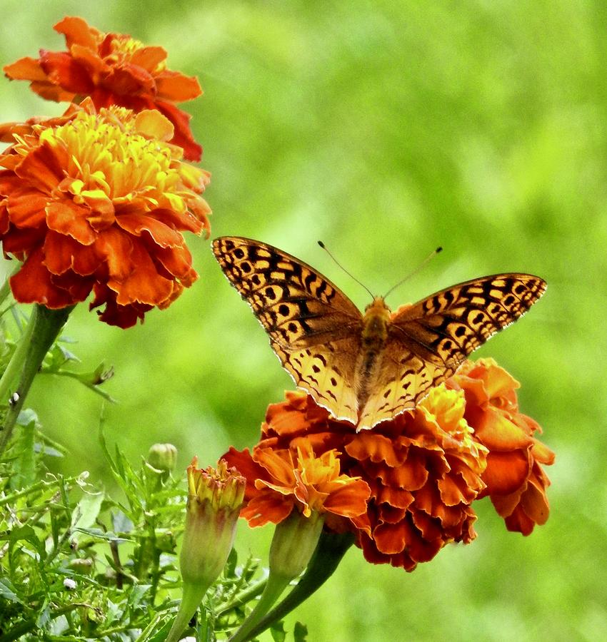 Marigold Butterfly #1 Photograph by Kathy Chism