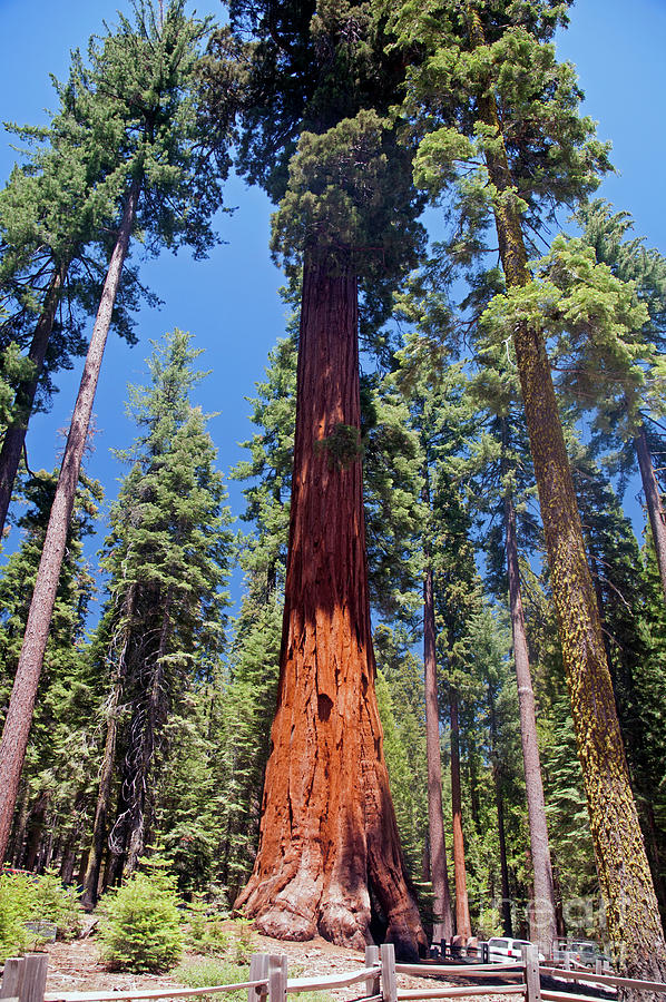 Mariposa Grove #2 Photograph by Cindy Murphy