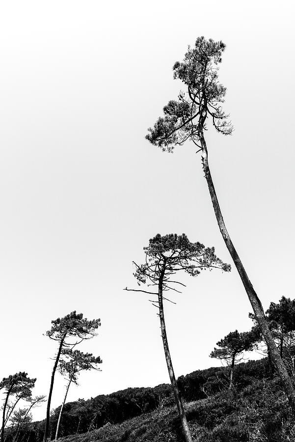 Maritime Pines Photograph