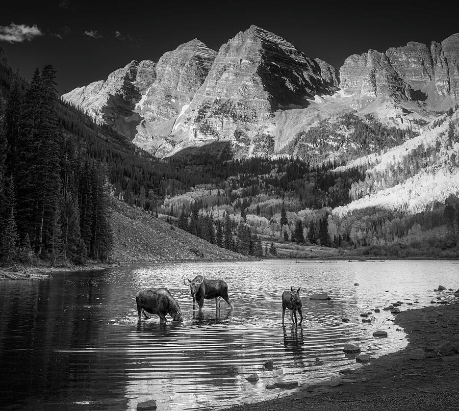 Maroon Bells Moose Family Black And White Photograph by Dan Sproul Maroon Bells Moose Family Black And White Photograph by Dan Sproul