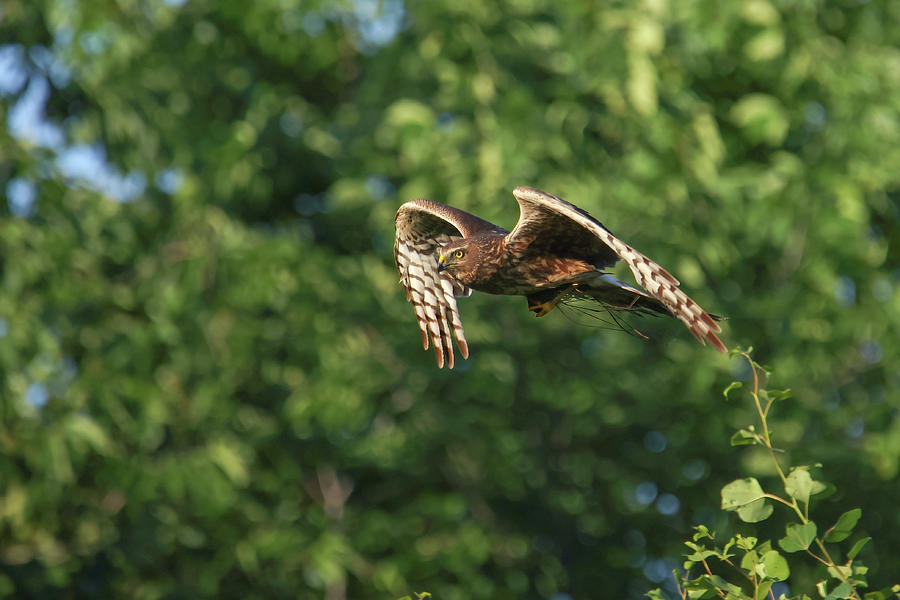 Marsh Hawk #1 Photograph by Brook Burling