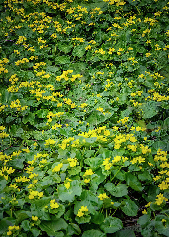 Marsh Marigold Buds Photograph by LeeAnn McLaneGoetz McLaneGoetzStudioLLCcom Marsh Marigold Buds Photograph by LeeAnn McLaneGoetz McLaneGoetzStudioLLCcom