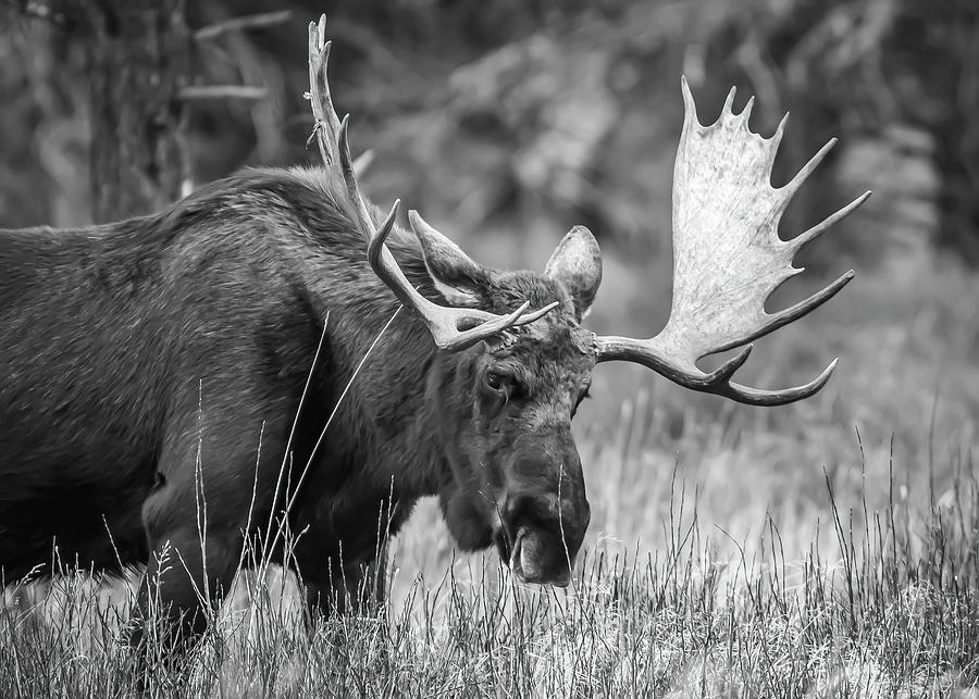 Massive, Grazing Bull Moose, Black and White Photograph by Volkmar Von ...