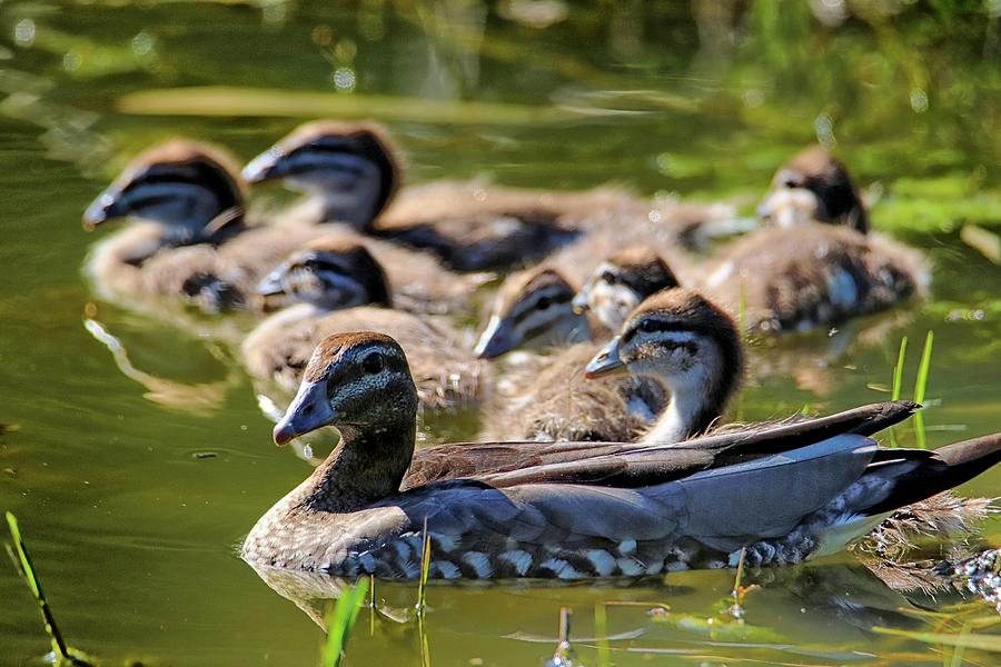 Maternal instincts. Photograph by Ian Ramsay - Fine Art America