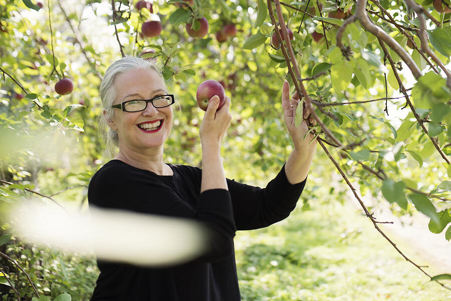 Mature woman picking up apples in orchard. #1 Photograph by Martinedoucet