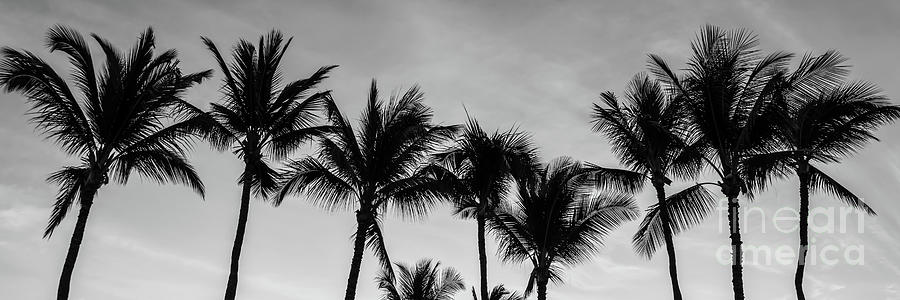 Maui Hawaii Palm Trees Black and White Panorama Photo #1 Photograph by Paul Velgos